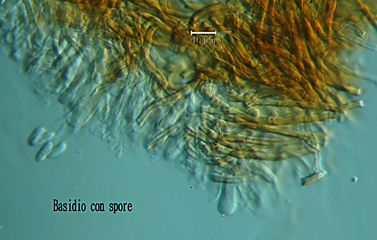 3) Preso su vecchio tronco di Pino il 22.02.2013.